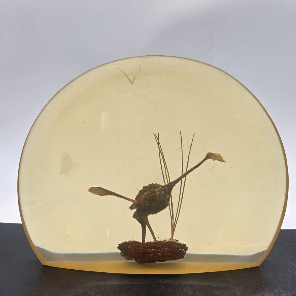 Vintage Seed Pod Bird Lucite Paperweight Round Block 6” x 4 3/4” Half Moon